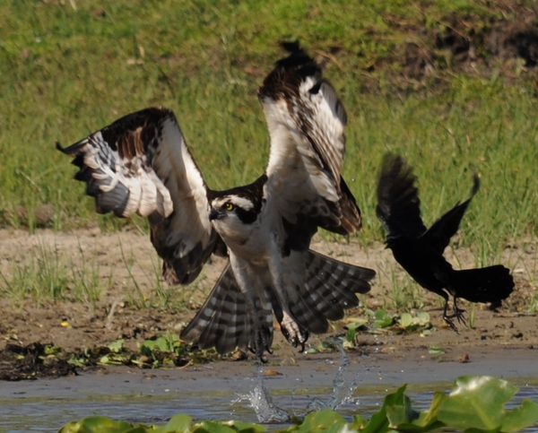 Osprey being chased off by a Grackle???...