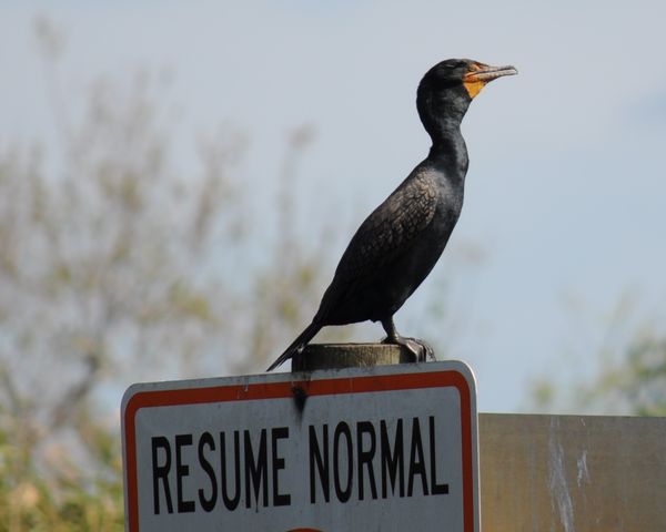 Double Crested Cormorant giving directions...