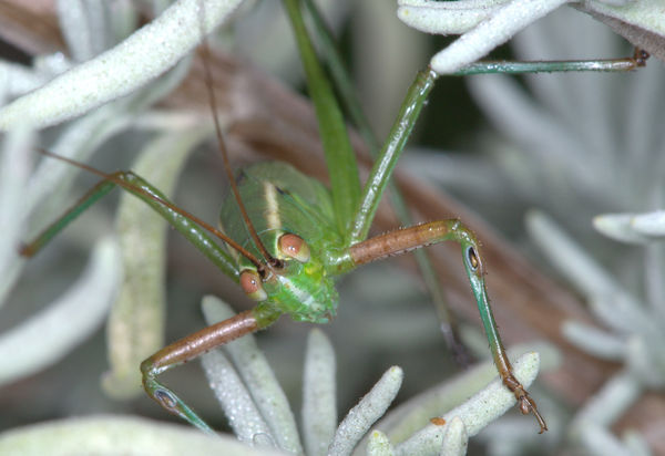 This is a katydid...