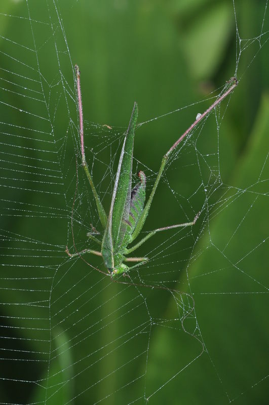 and this is a katydid...