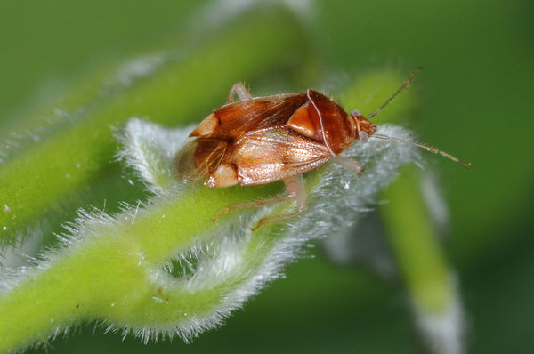 This is a (brown) Shield Bug, often called a stink...