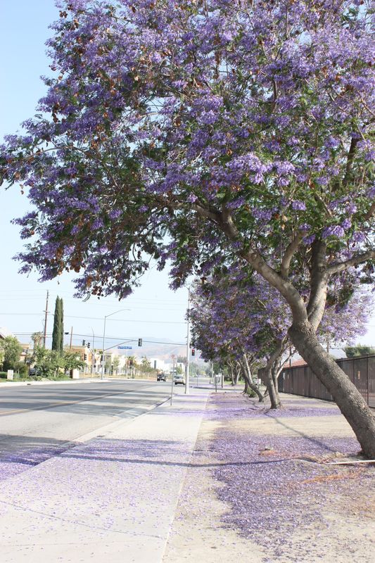 Jacaranda Trees in bloom, Redlands, California...