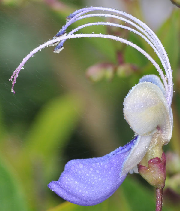 Bloom of the blue butterfly bush...