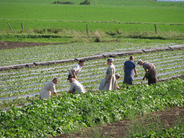 Mennonite Family working on a farm....