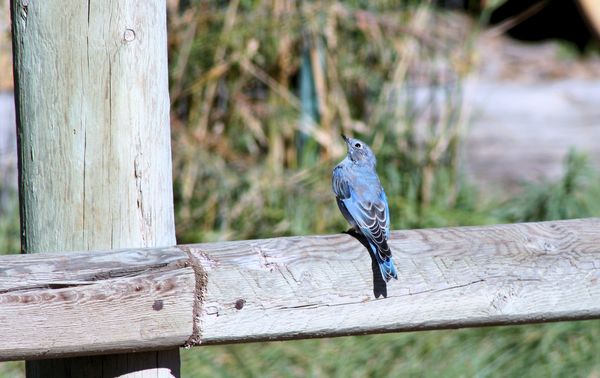 Captured this western bluebird at Devels Tower...