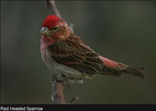 Red Headed Sparrow...