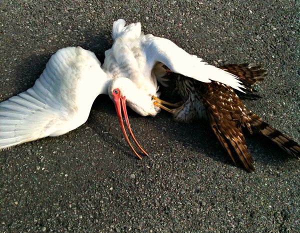 Hawk taking down larger ibis....