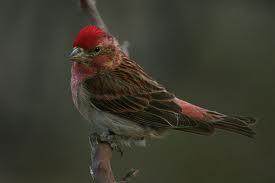 Found under Redheaded Sparrow...