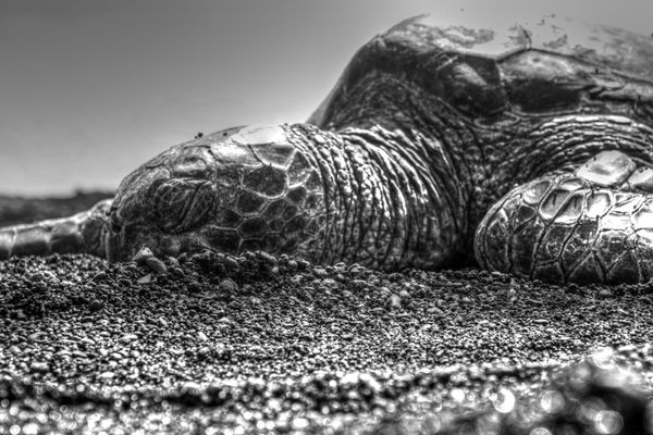 Sunbather [Black and White]...