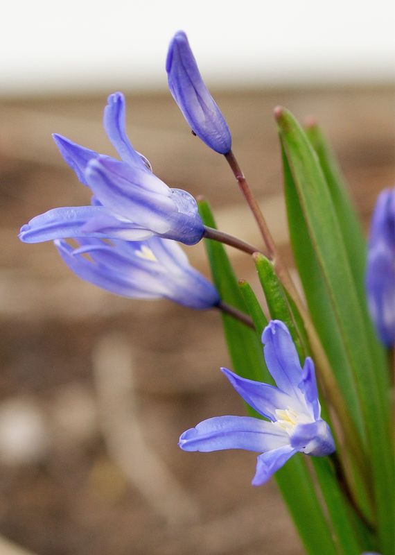 Siberian Squill...