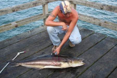 45 lb Cobia, Caught on the oeir on the Chesapeake ...