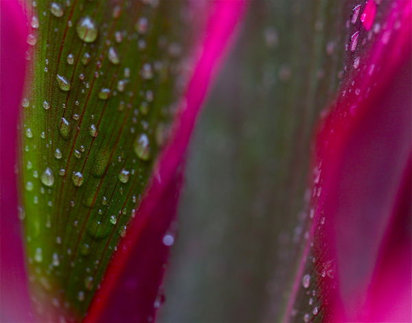 Water drops on a red ti leaf...