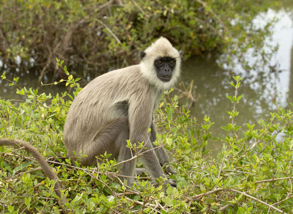Grey Langur - Asian monkey...
