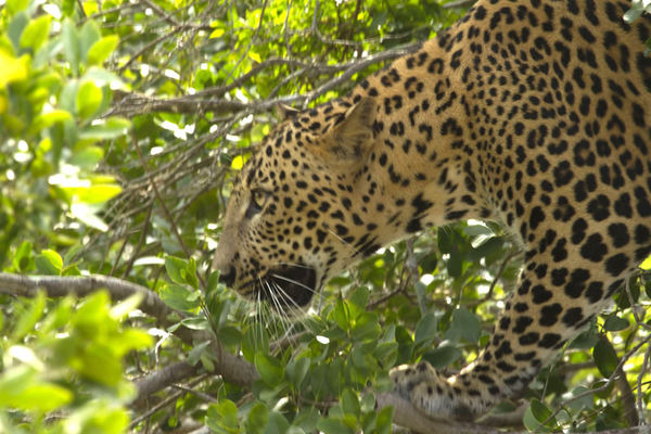 Leopard - Not easy to spot and photograph but this...