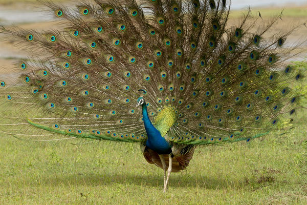 Peacock- displaying in front of the female...