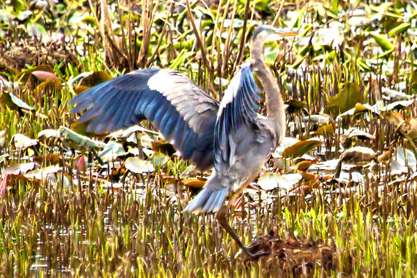 Now I know why they are called great blue heron...