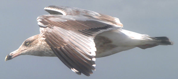 Sea gull in flight...