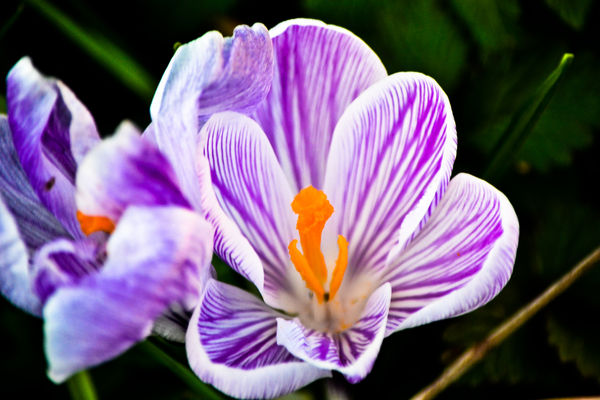 rogue crocus! We had a bunch of these pop up rando...