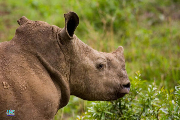 Baby Rhino...