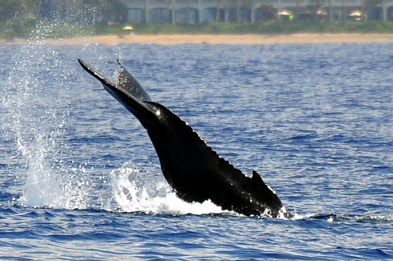 Frolicking baby whale -so cute....