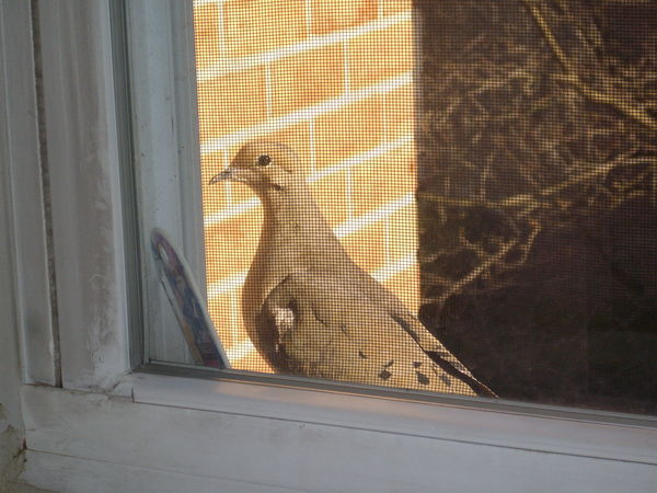 Dove on our window sill...