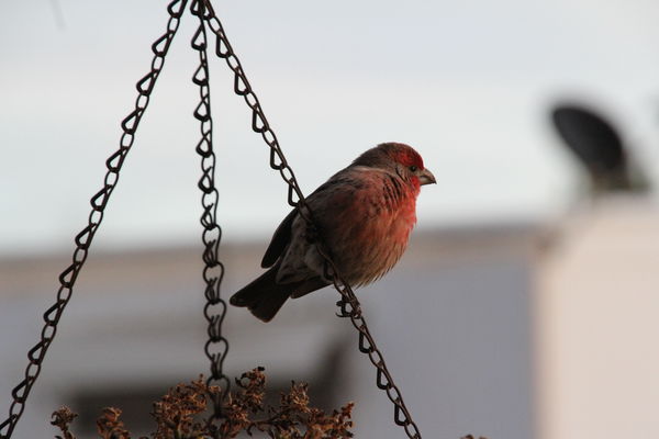 ~~  House Finch on the wire ~~...