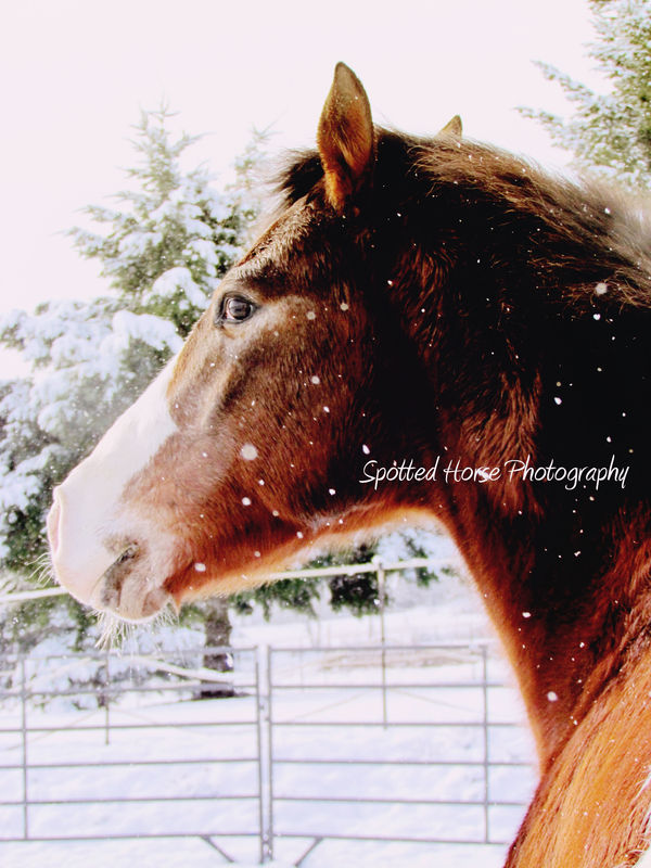 My horse in the snow...