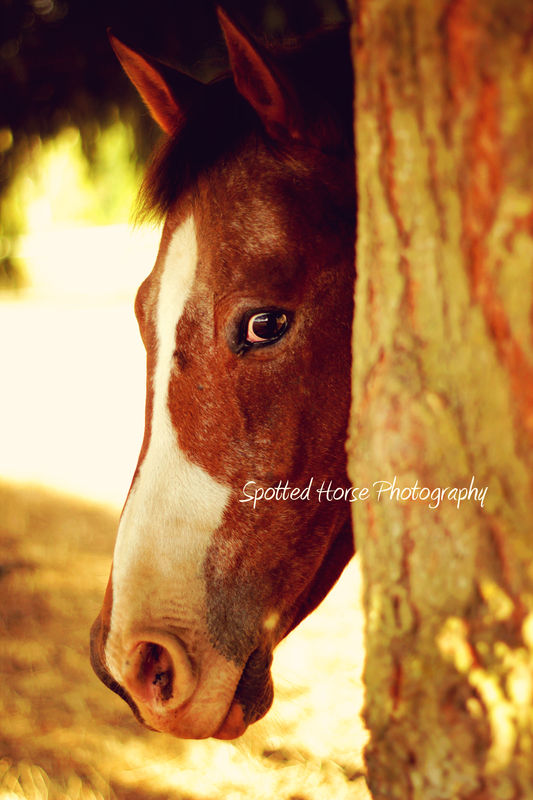 Peek-a-boo with my horse...