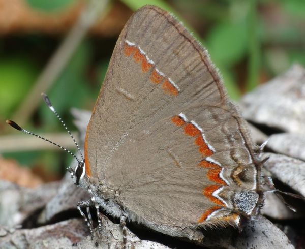 Red-banded Hairstreak (Calycopis cecrops) butterfl...