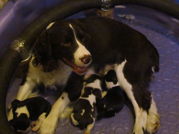 Nanny feeding pups...