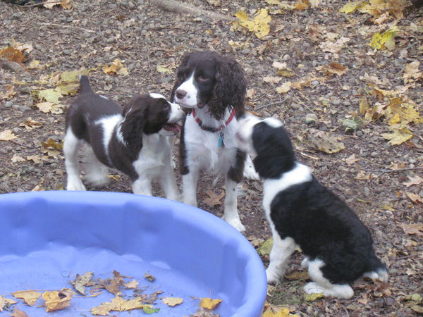 pups and Nanny at about 8 weeks- one just adopted...