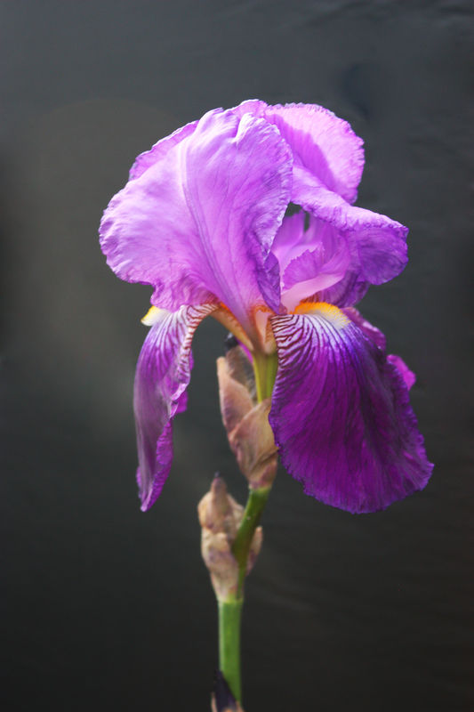 Purple Iris...