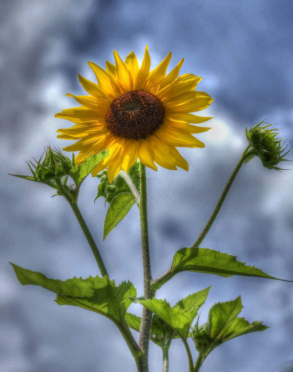 HDR Sunflower...