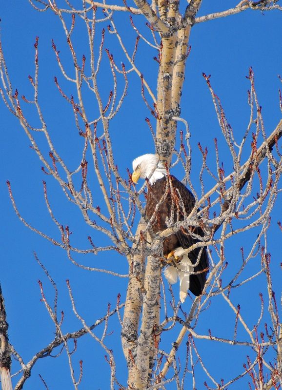 Bald Eagle in tree...