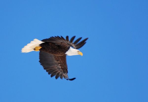 Bald Eagle in flight...