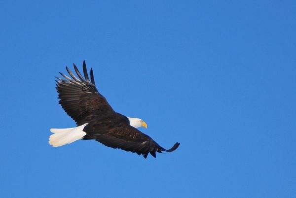 Bald Eagle in flight...