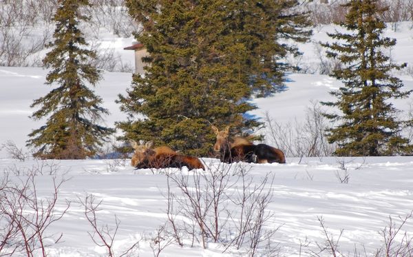2 moose...