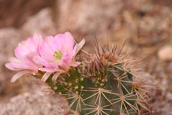 Arizona state flower is the Saguaro Cactus Blossom...