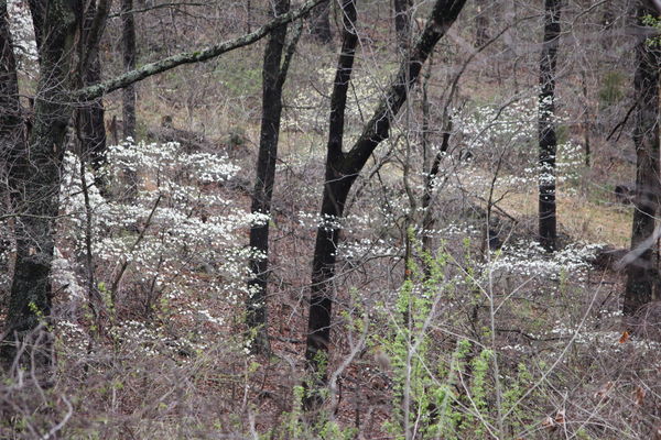Country dogwoods...