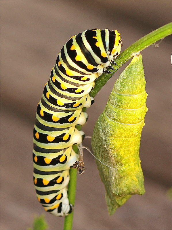 Caterpillar & chrysalis...