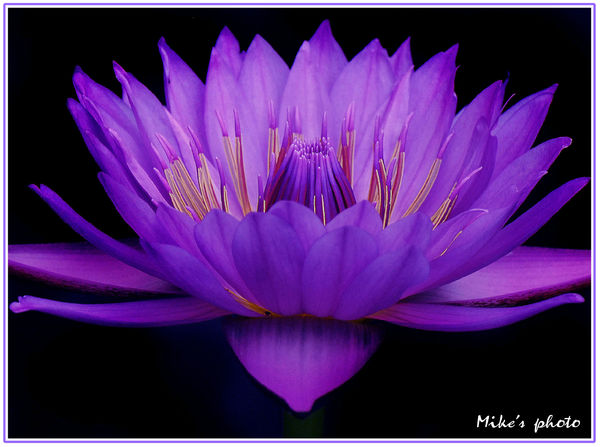 Lotus flower....