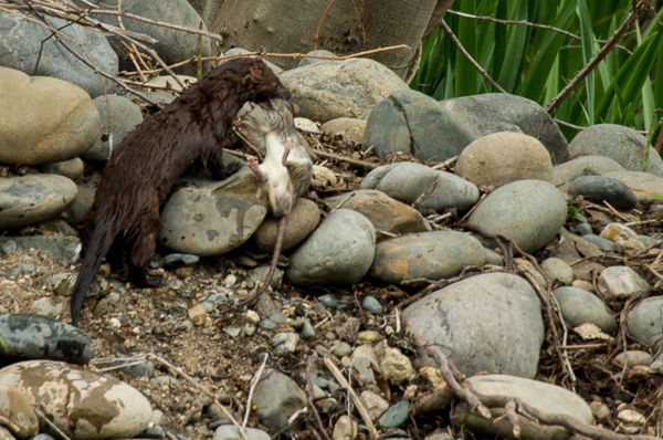 Mink with its prize for the hunt....
