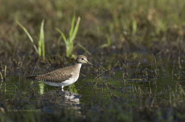 Solitary Sandpiper foraging for food - they eat sl...