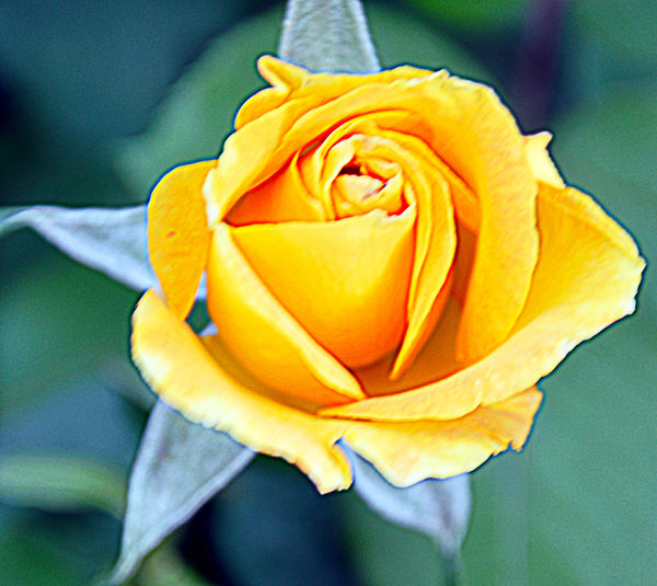 Yellow Rose of Texas...