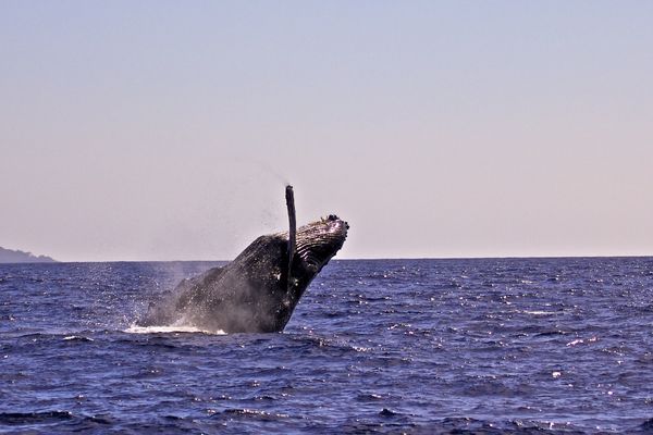 Humpback Whale breaching...