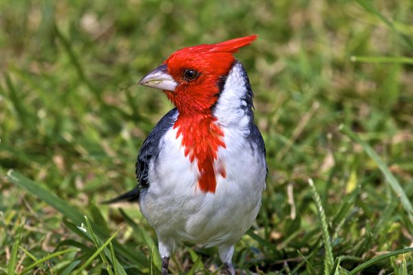 Red -Crested Cardinal...