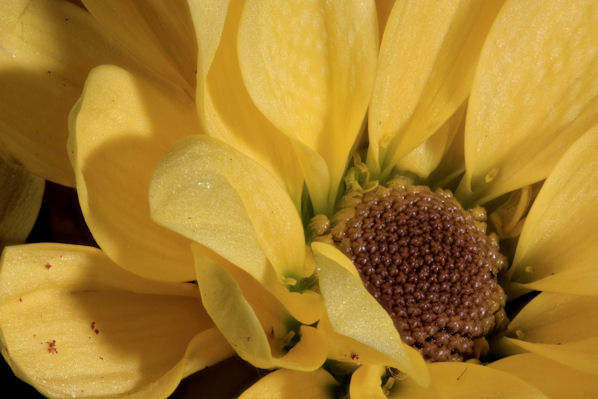 zerene focus stacking