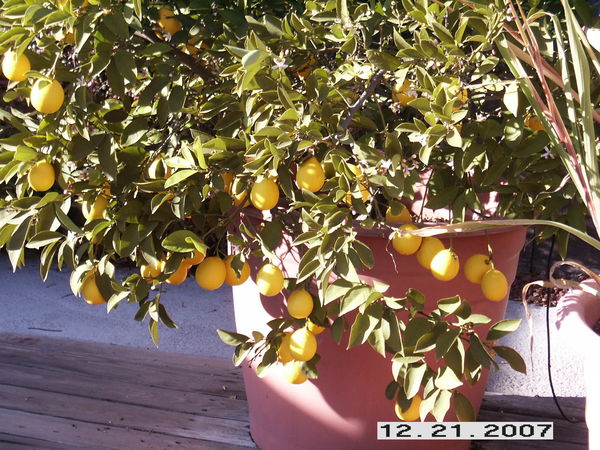 Dwarf Lemon tree...