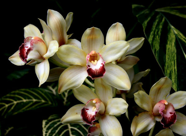cymbidium orchids...