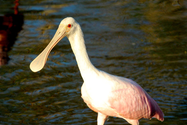 young Spoonbill from last week...